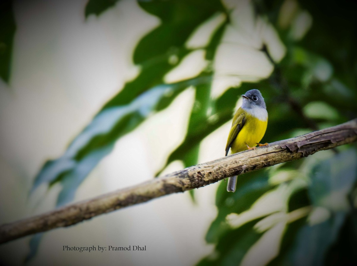 Gray-headed Canary-Flycatcher - Pramod Dhal