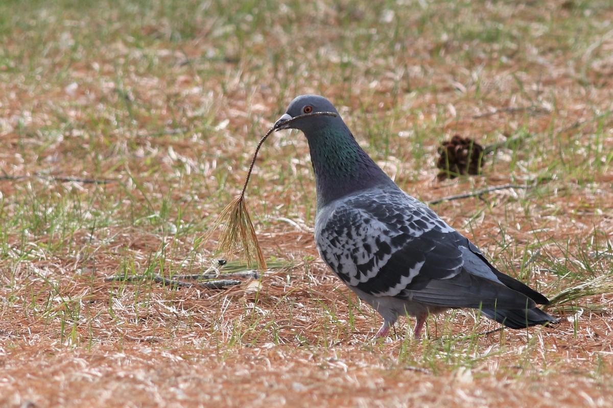 Rock Pigeon (Feral Pigeon) - ML226760271