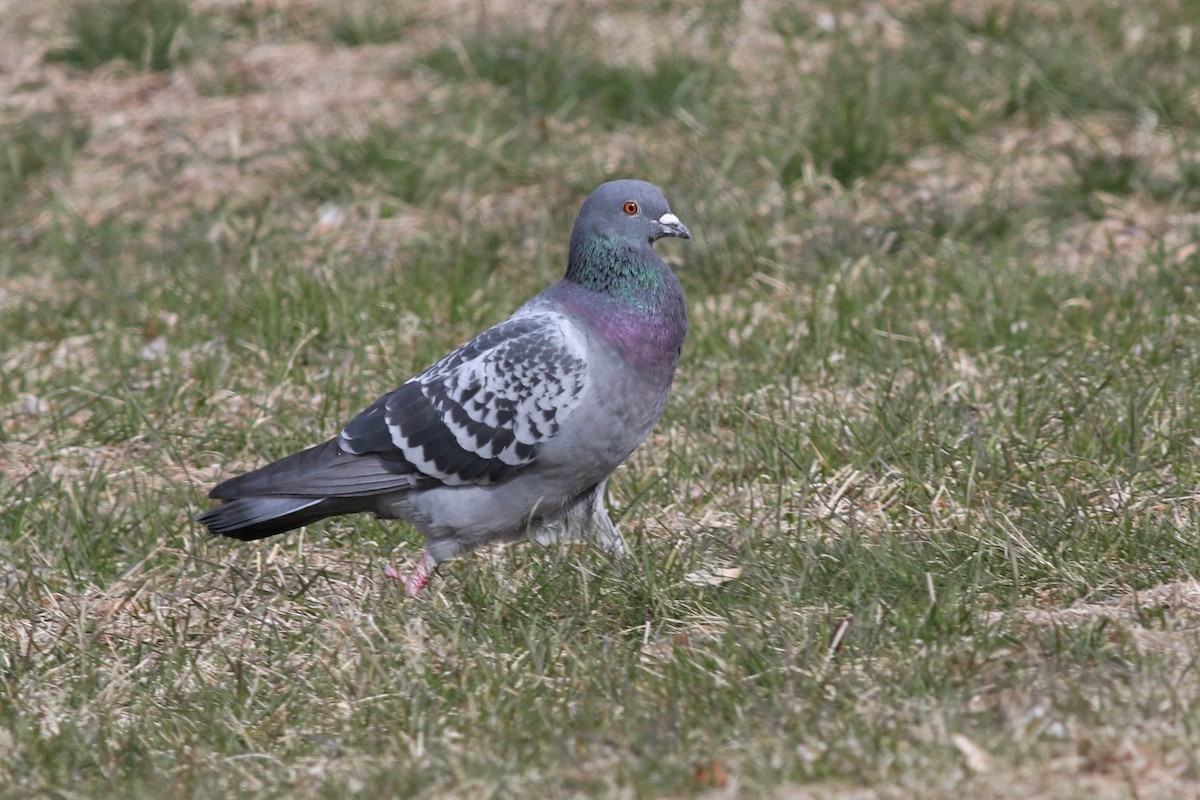 Rock Pigeon (Feral Pigeon) - Margaret Viens