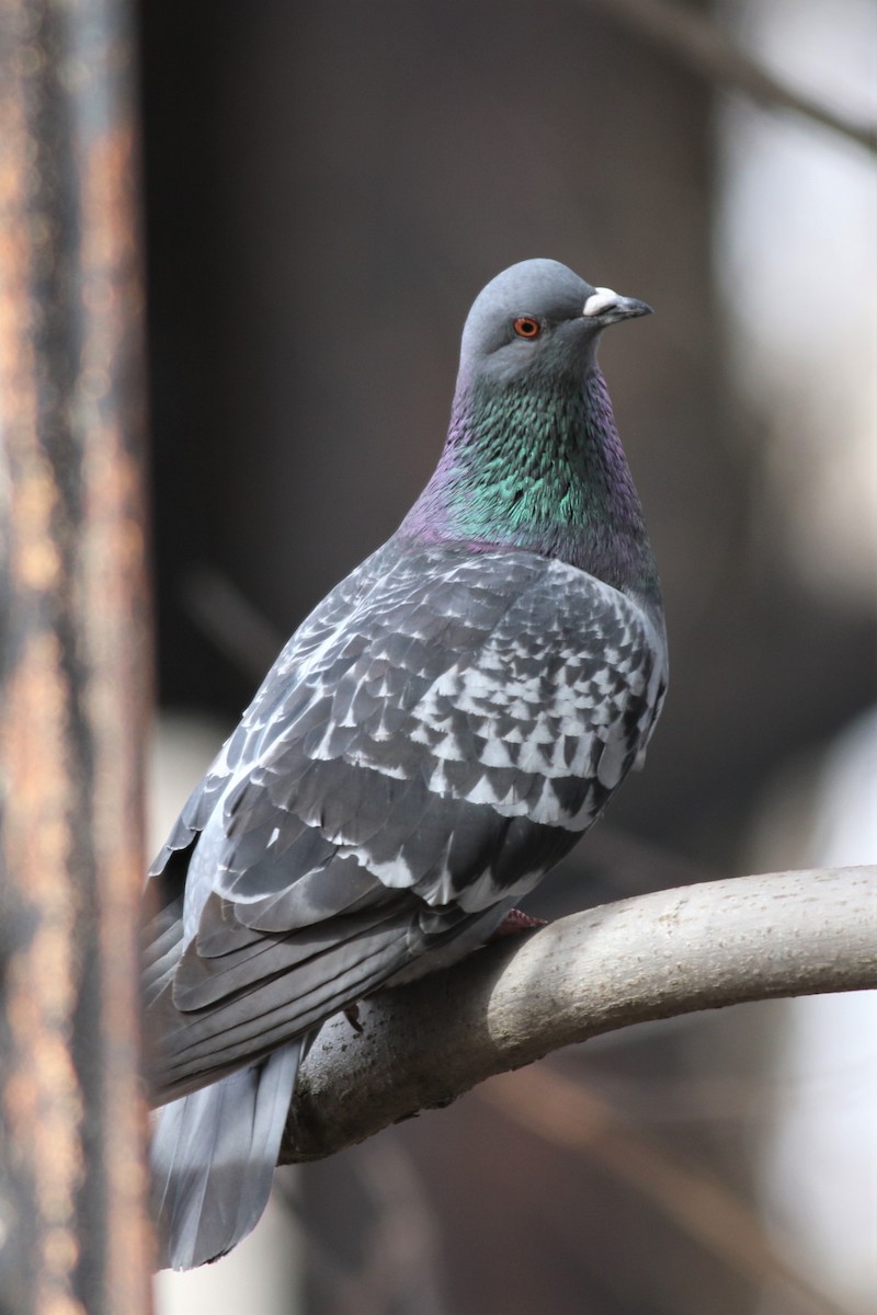 Rock Pigeon (Feral Pigeon) - ML226760311