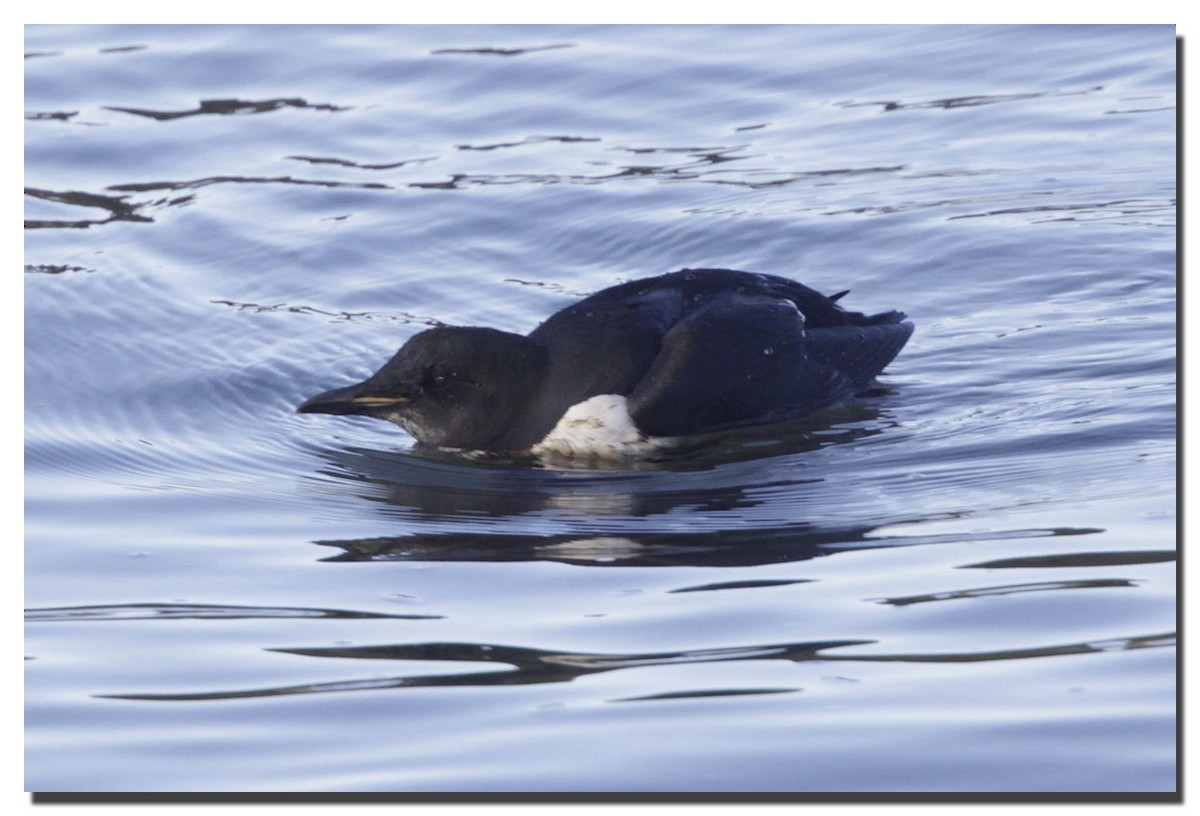 Thick-billed Murre - ML226765351