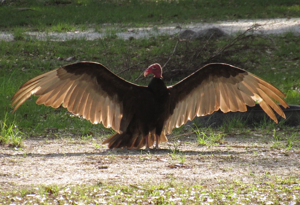 Turkey Vulture - Jenna Atma