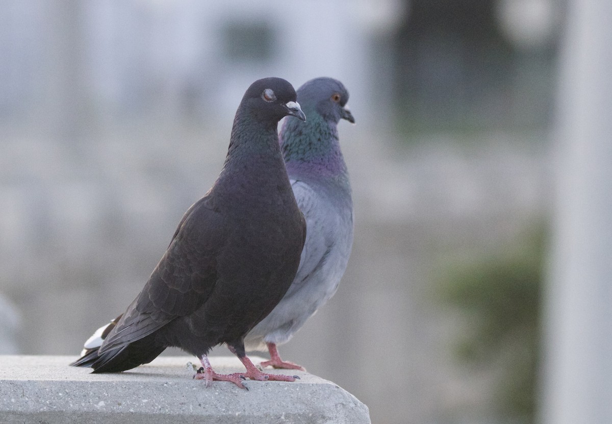 Rock Pigeon (Feral Pigeon) - ML226769671