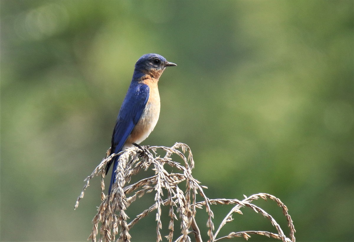 Eastern Bluebird - Josue  de León Lux (Birding Guide) josuedeleonlux@gmail.com +502 3068 8988