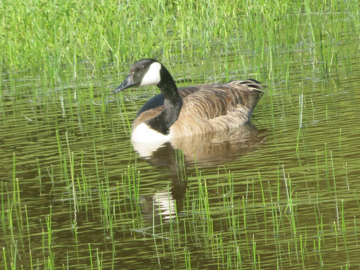 Canada Goose - Andy N