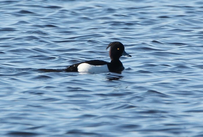 Tufted Duck - ML226776081