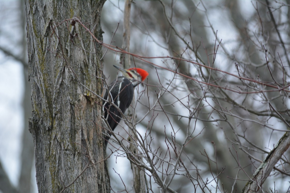 Pileated Woodpecker - David Kennedy