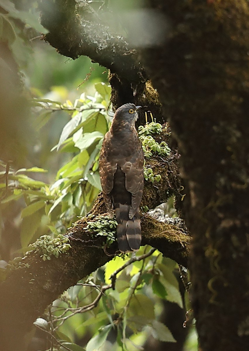 Large Hawk-Cuckoo - Vinit Bajpai
