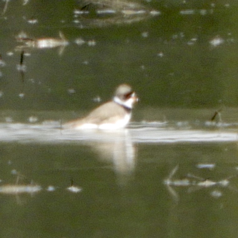 Semipalmated Plover - ML226783031