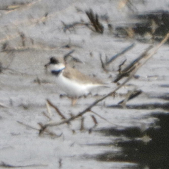 Semipalmated Plover - ML226783041
