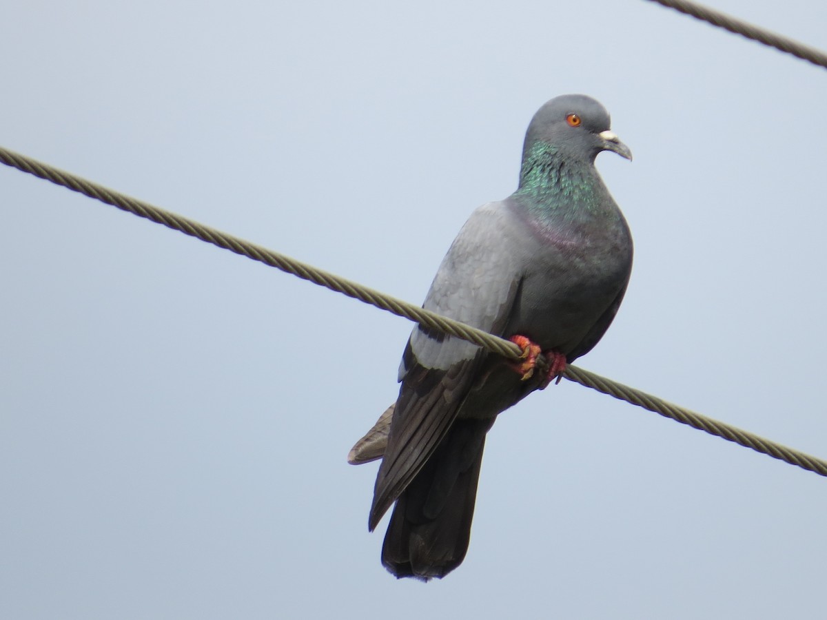 Rock Pigeon (Feral Pigeon) - Krishnamoorthy Muthirulan