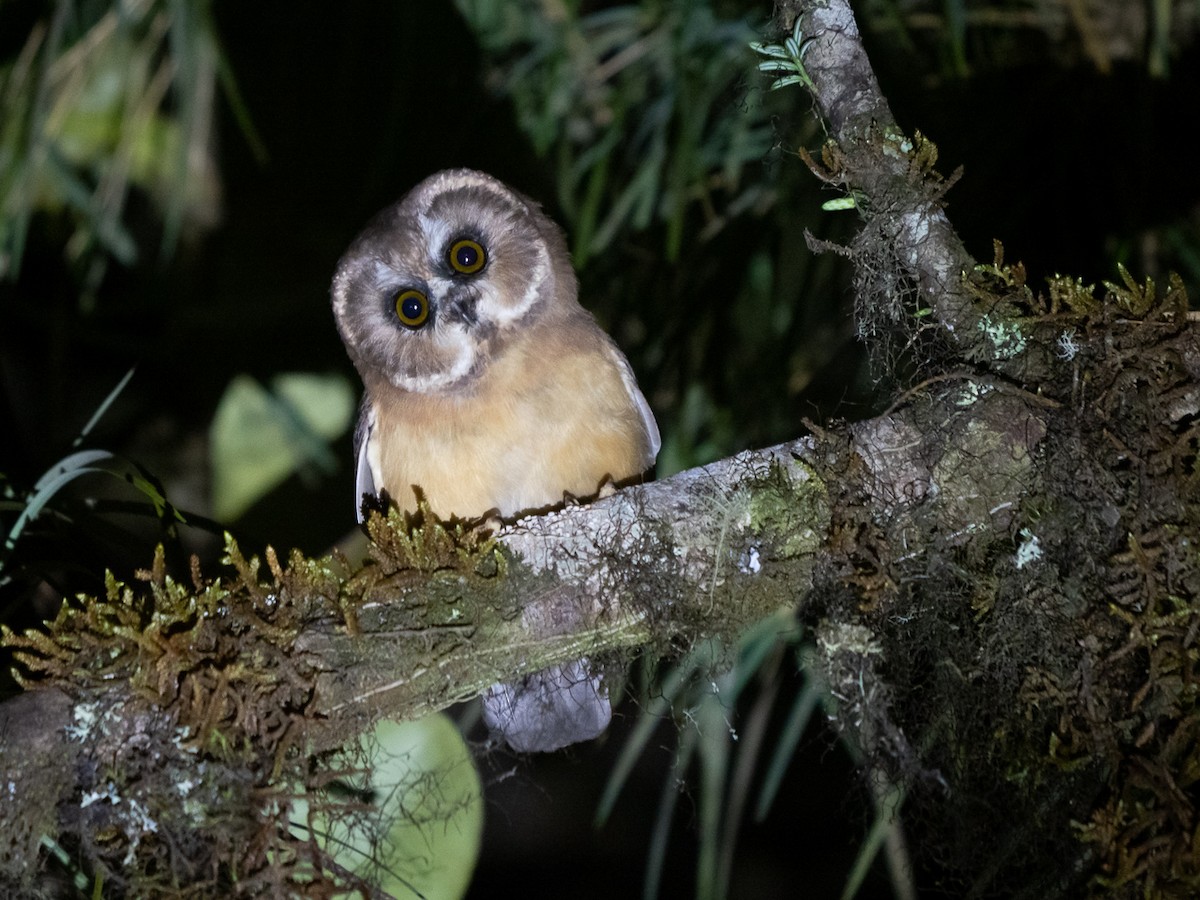 Unspotted Saw-whet Owl - ML226804201