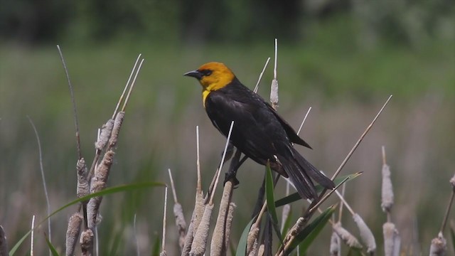 Yellow-headed Blackbird - ML226813321