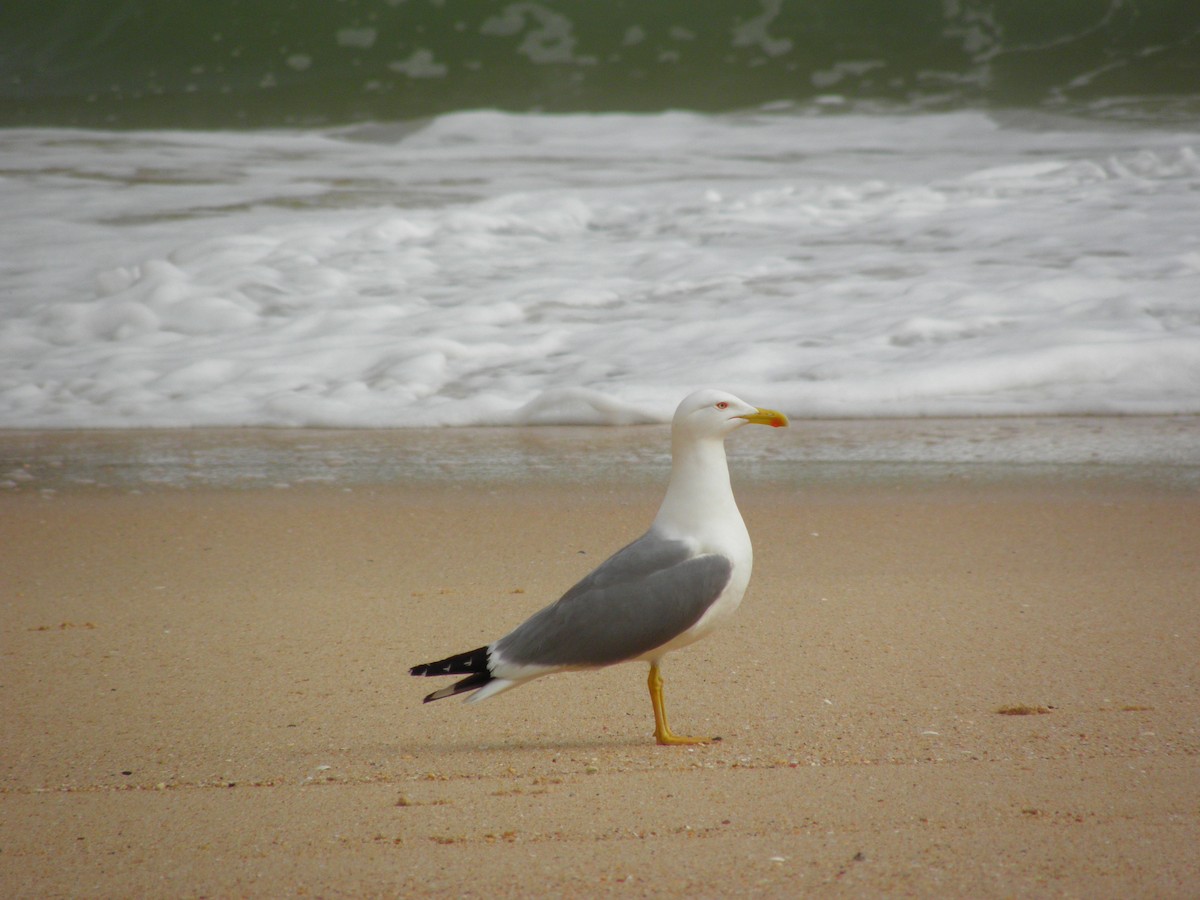 Yellow-legged Gull - Eurico Correia