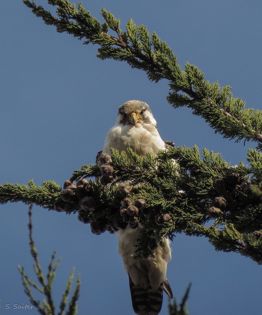 Peregrine Falcon (South American) - ML226815791