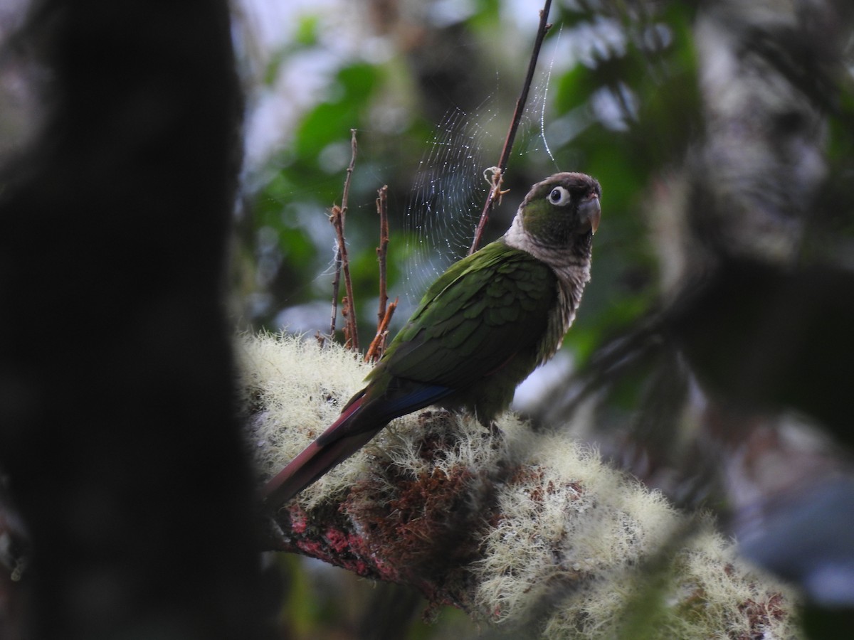 Maroon-tailed Parakeet - ML226816201