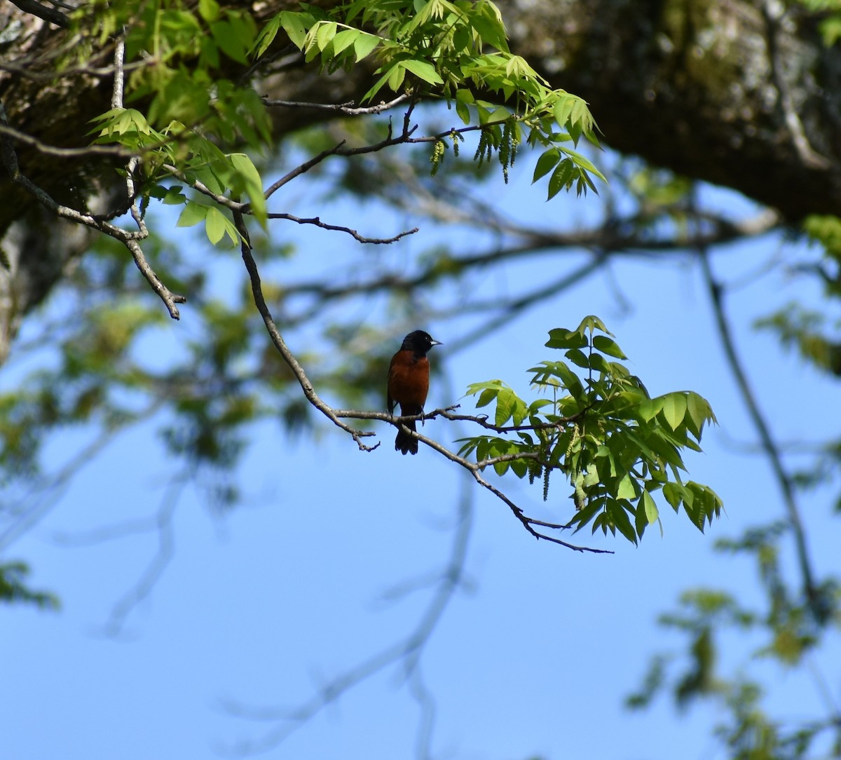 Orchard Oriole - ML226816351