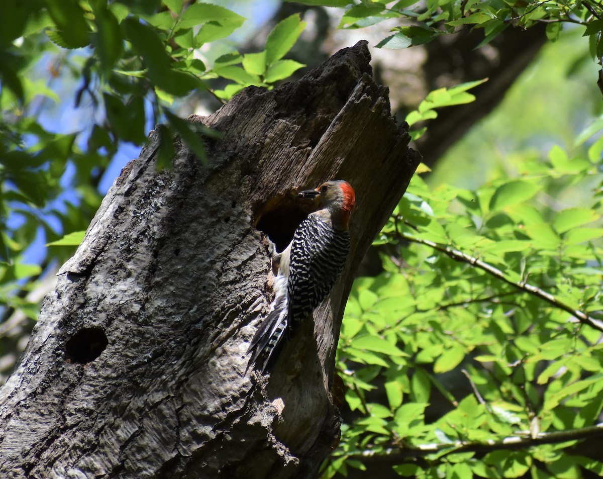 Red-bellied Woodpecker - ML226816851
