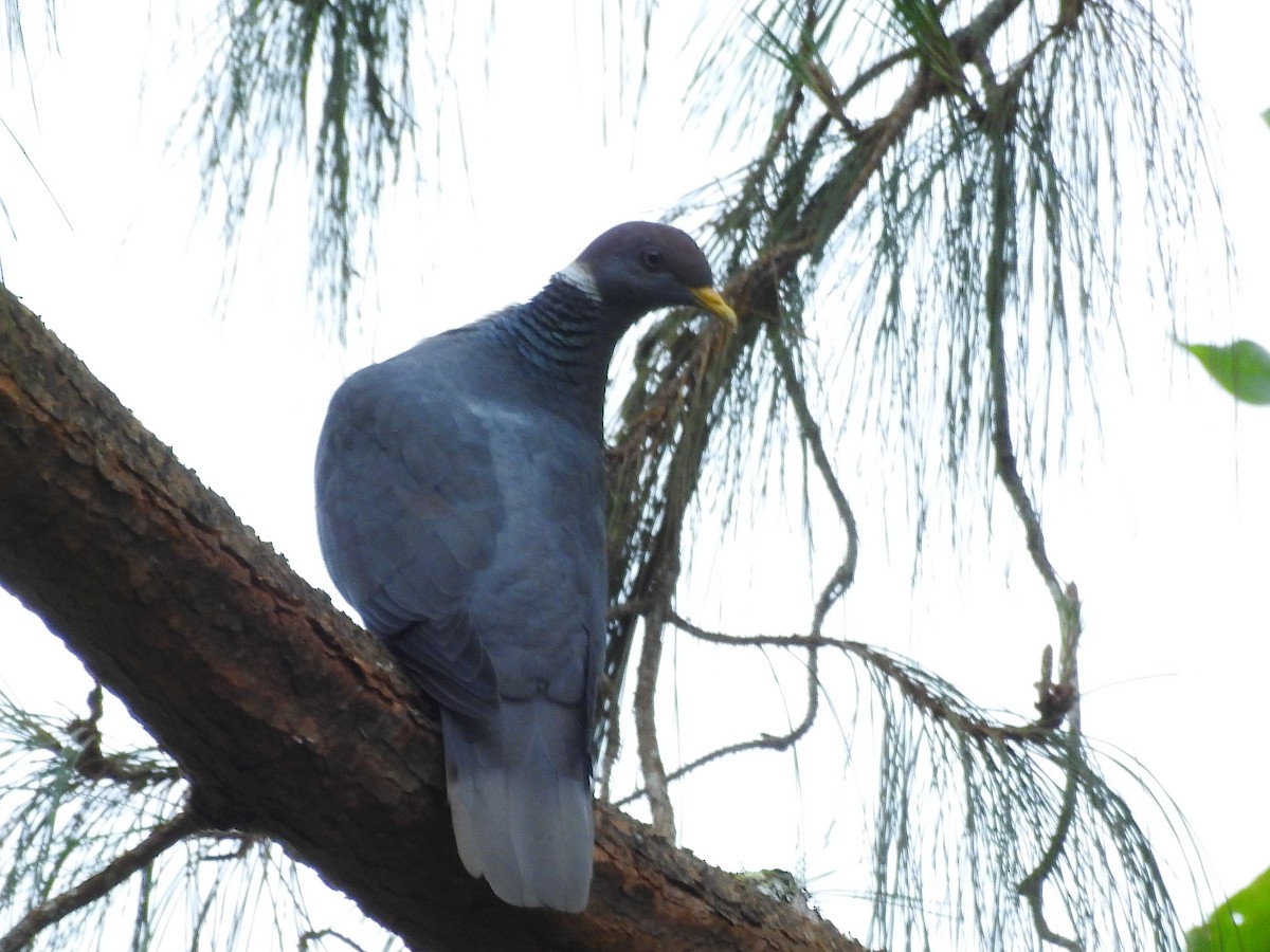 Band-tailed Pigeon - ML226820671