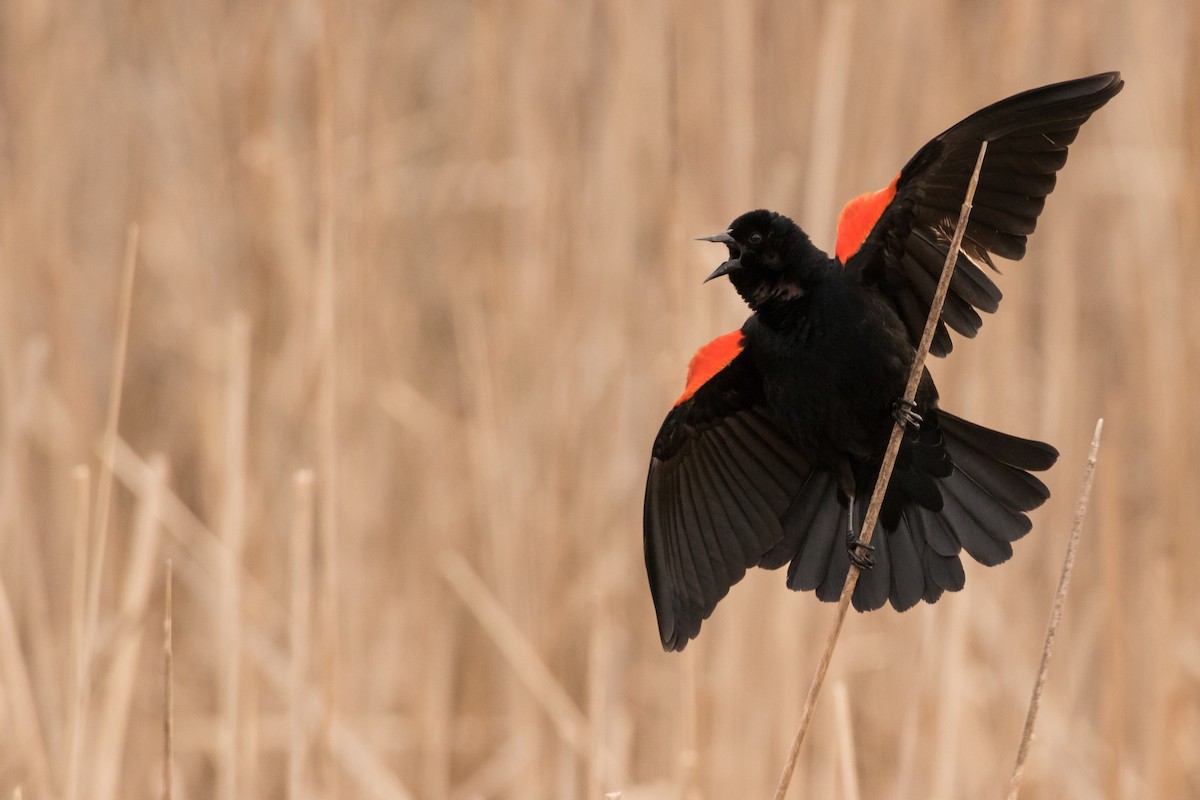 Red-winged Blackbird - Lewis Holmes