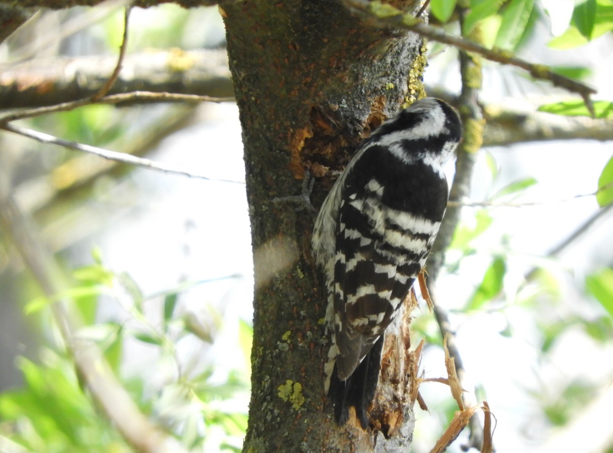 Lesser Spotted Woodpecker - ML226825271