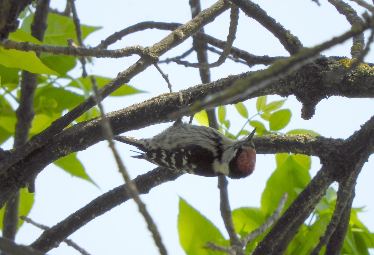 Lesser Spotted Woodpecker - Miroslav Mareš