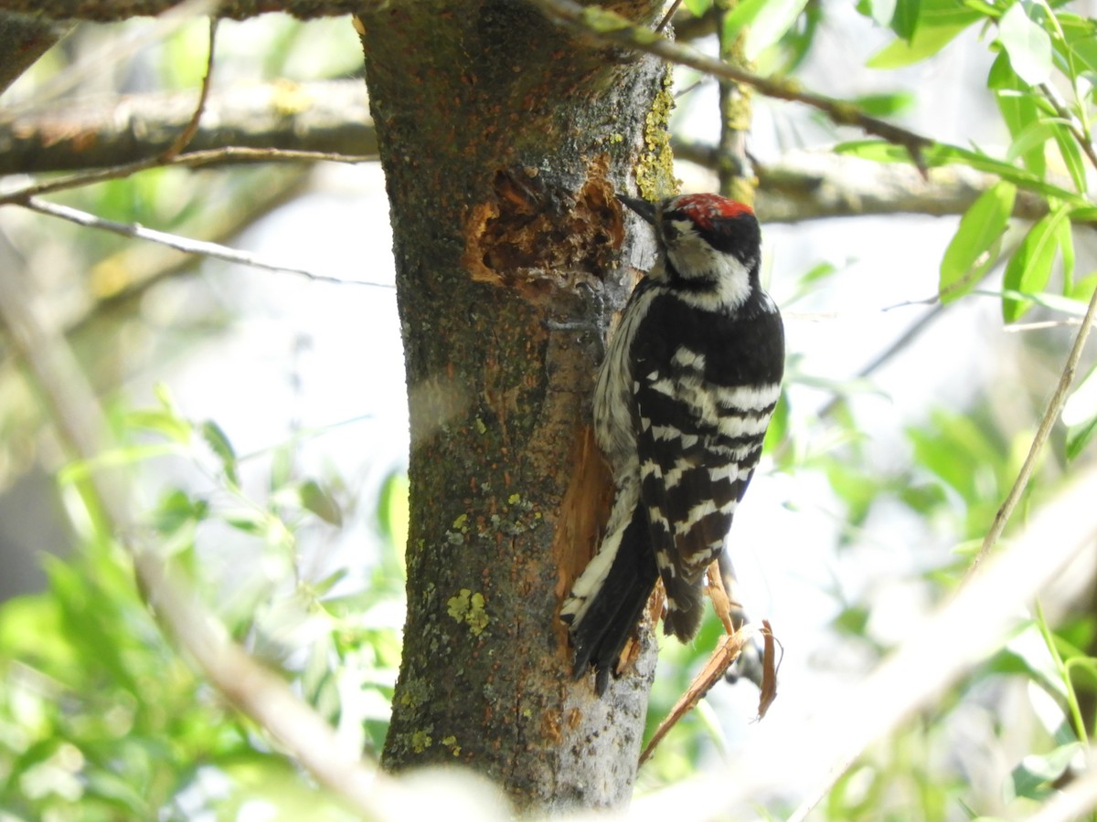 Lesser Spotted Woodpecker - Miroslav Mareš