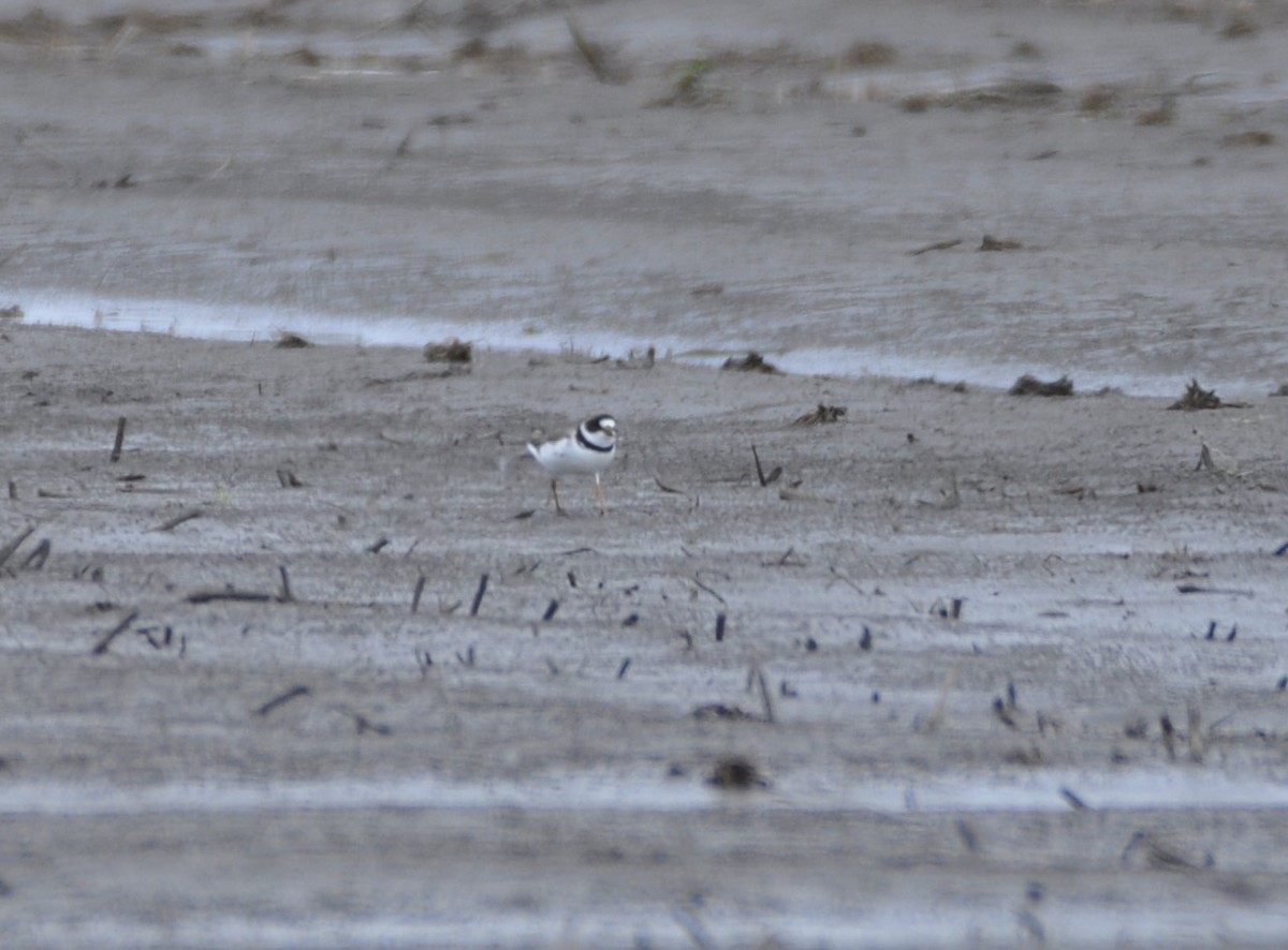 Semipalmated Plover - ML226826431
