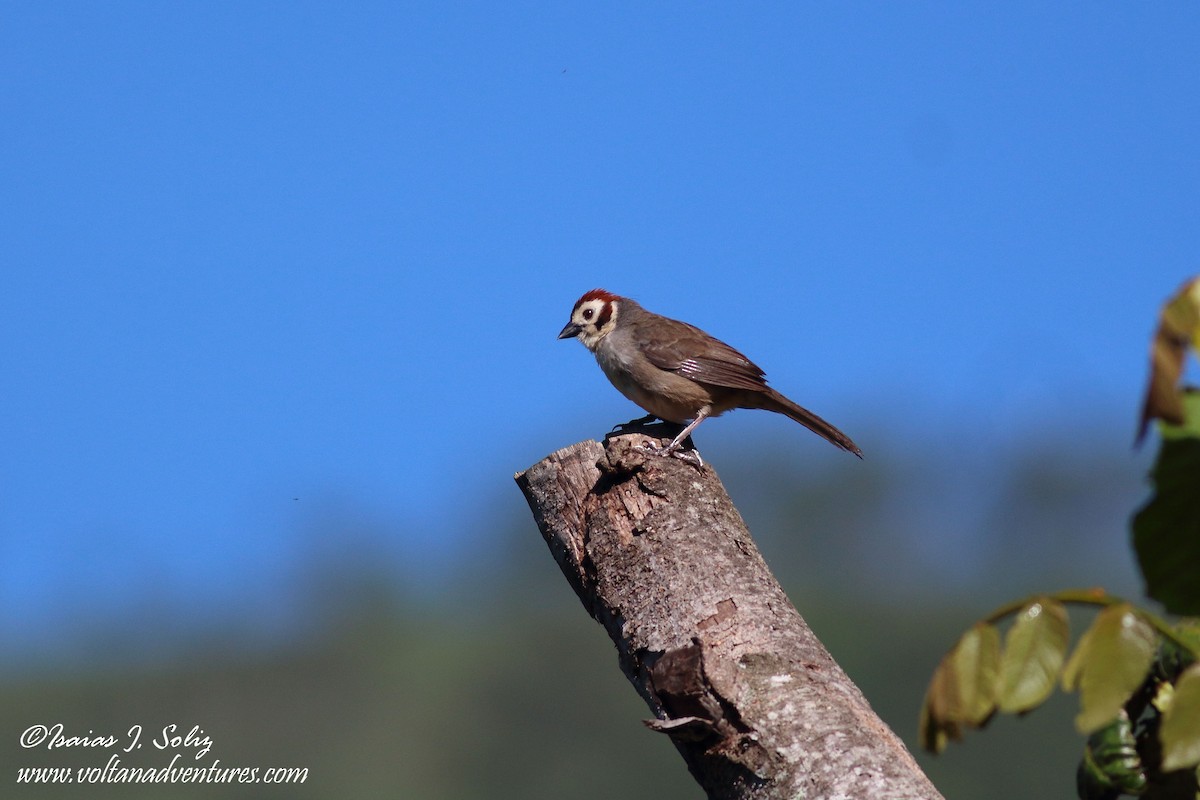 White-faced Ground-Sparrow - ML226827511