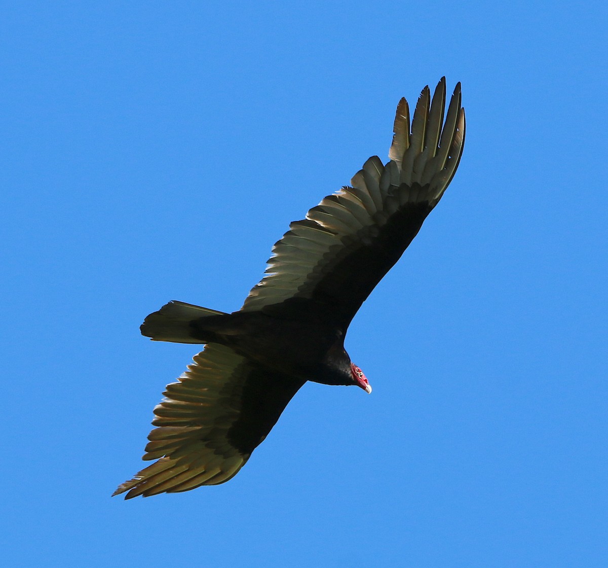 Turkey Vulture - Lori White