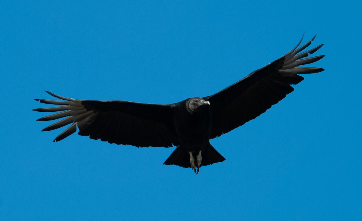 Black Vulture - ML226833411