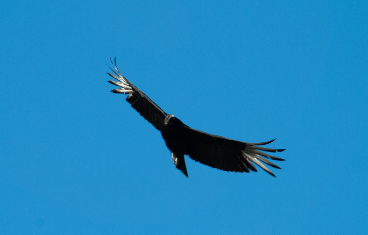 Black Vulture - Santiago Imberti