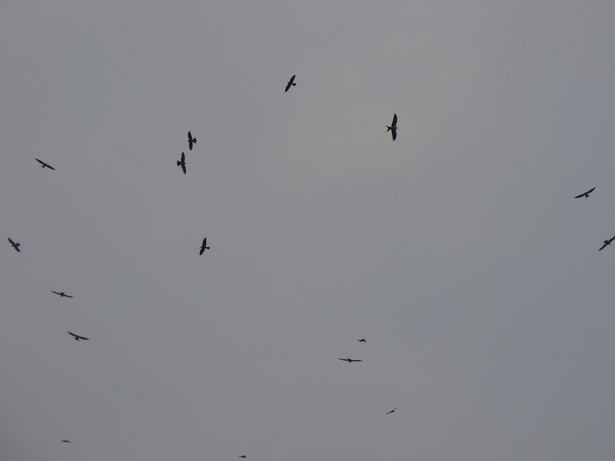 Swallow-tailed Kite - Scott Winton