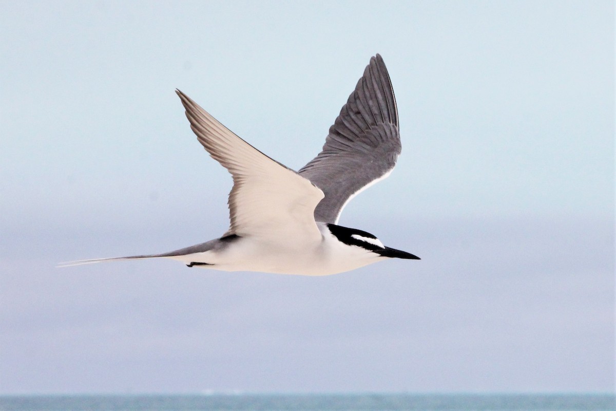 Gray-backed Tern - Will Kennerley