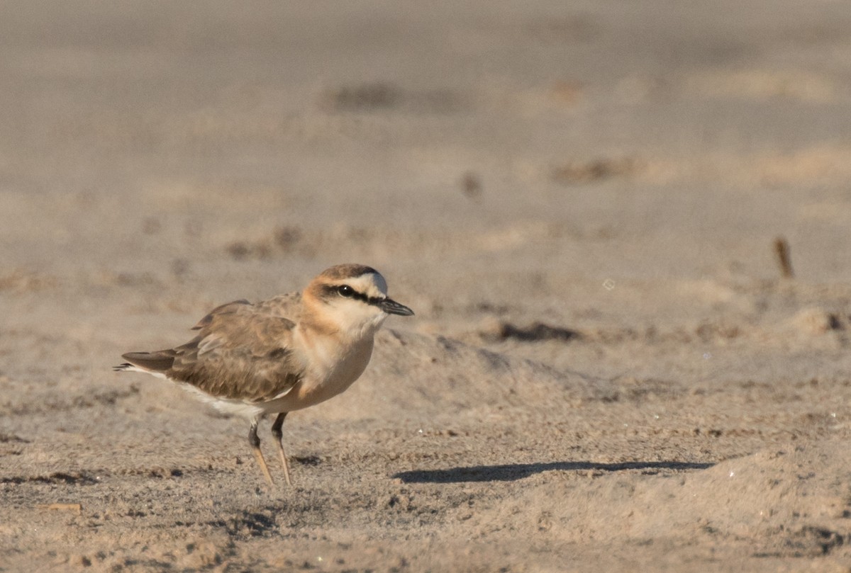 White-fronted Plover - ML226845631