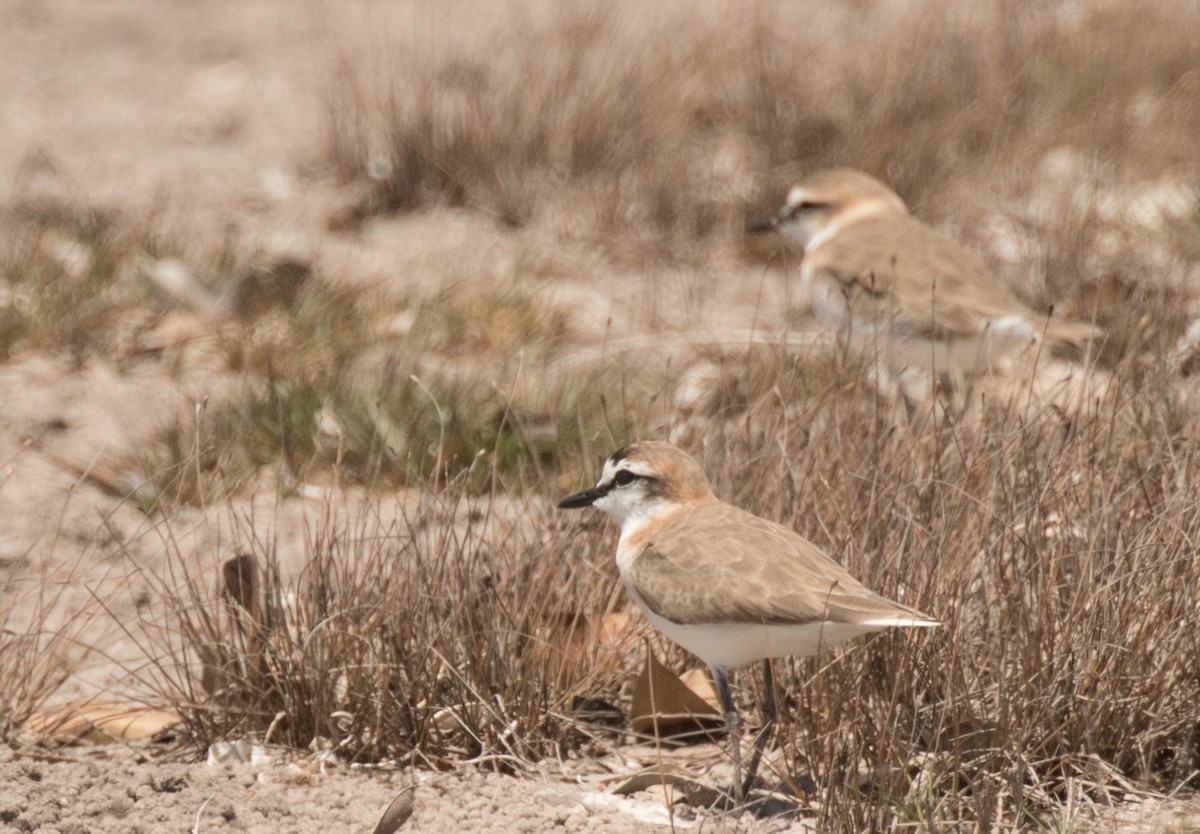 White-fronted Plover - ML226845681