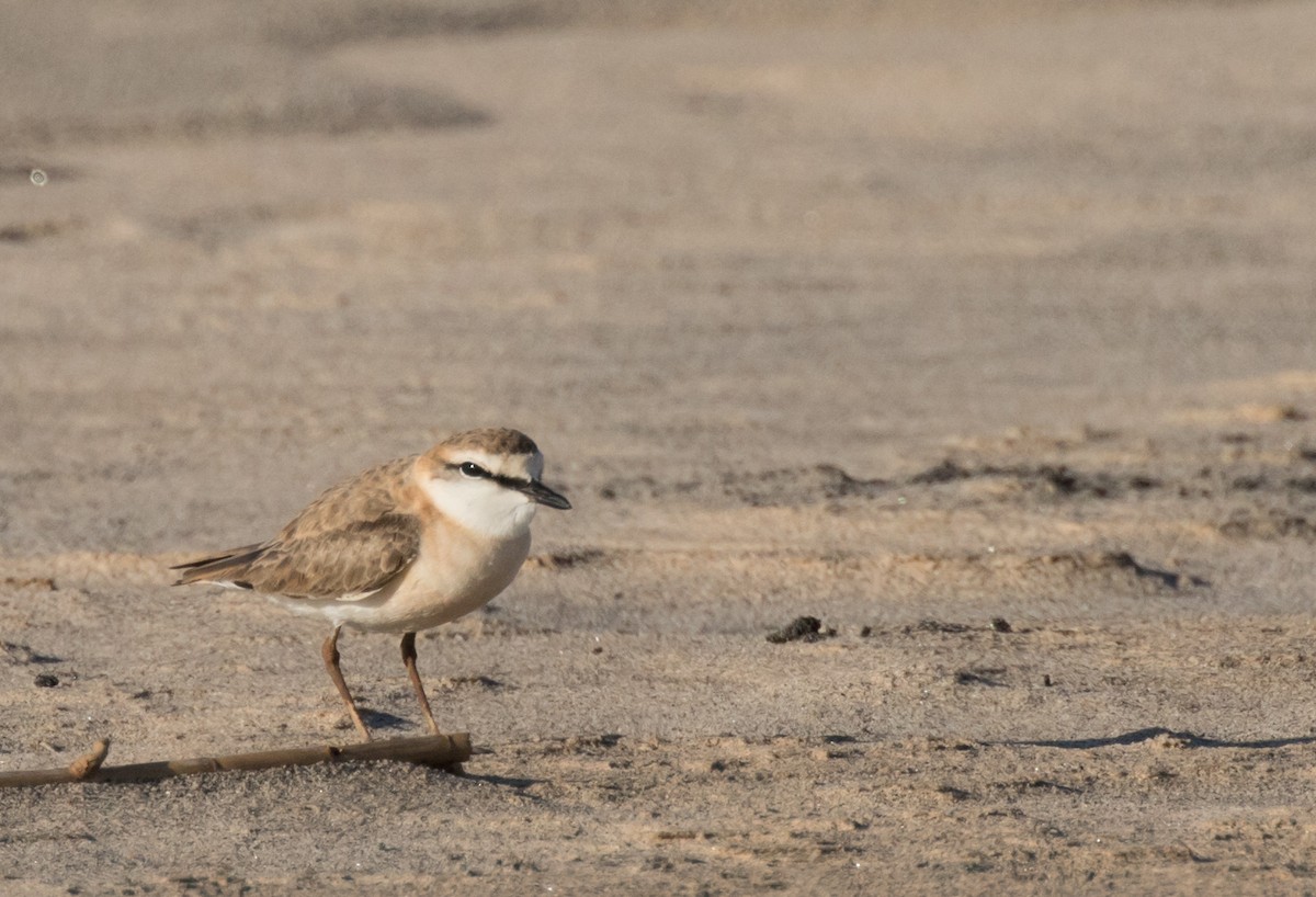 White-fronted Plover - ML226845691