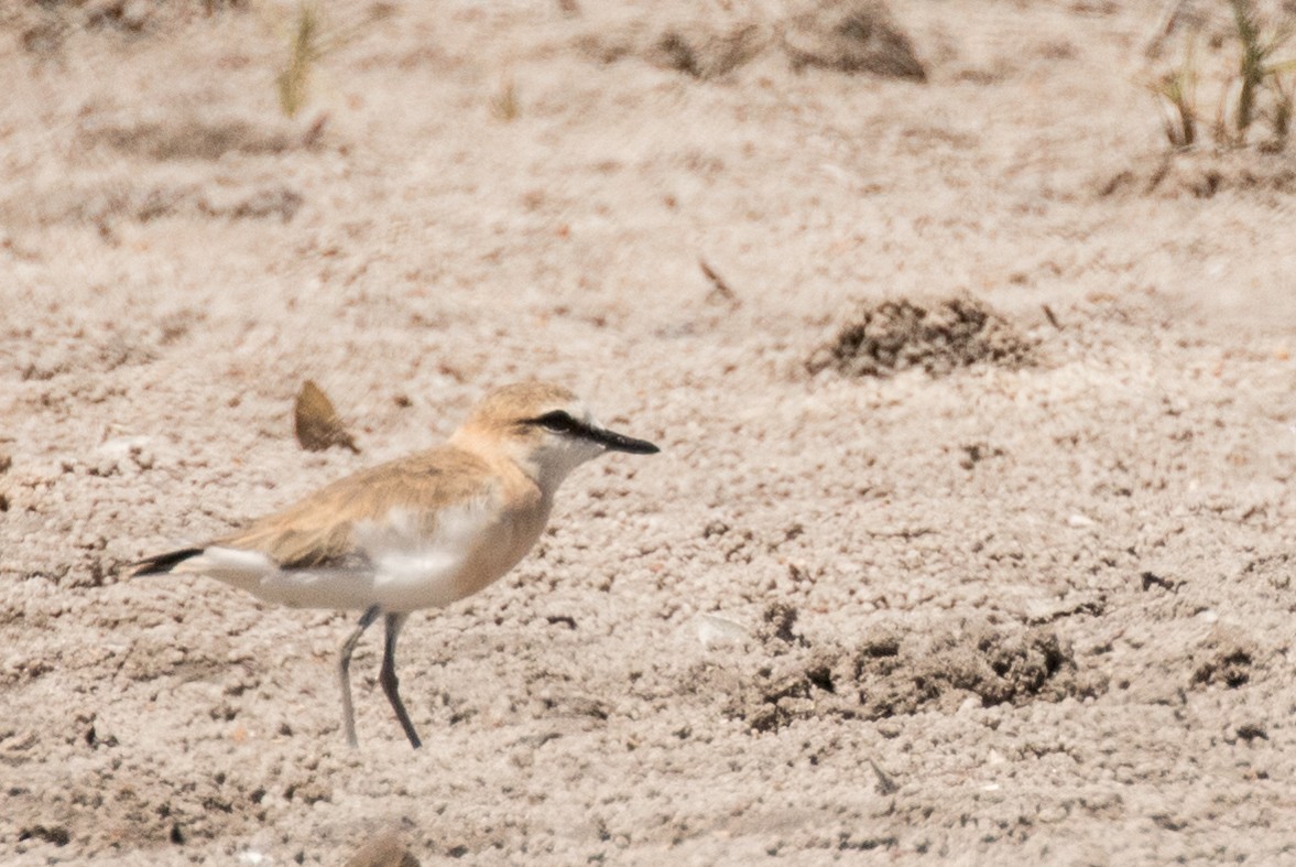 White-fronted Plover - ML226845721