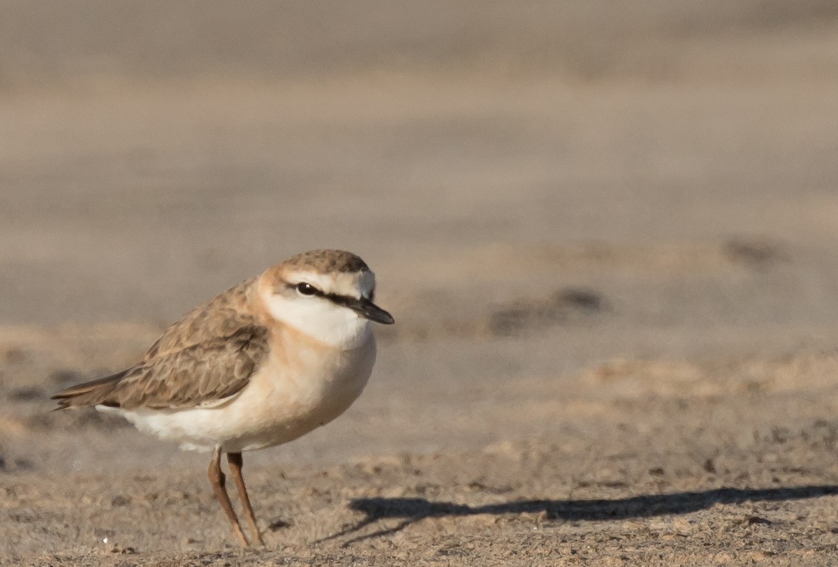 White-fronted Plover - ML226845761
