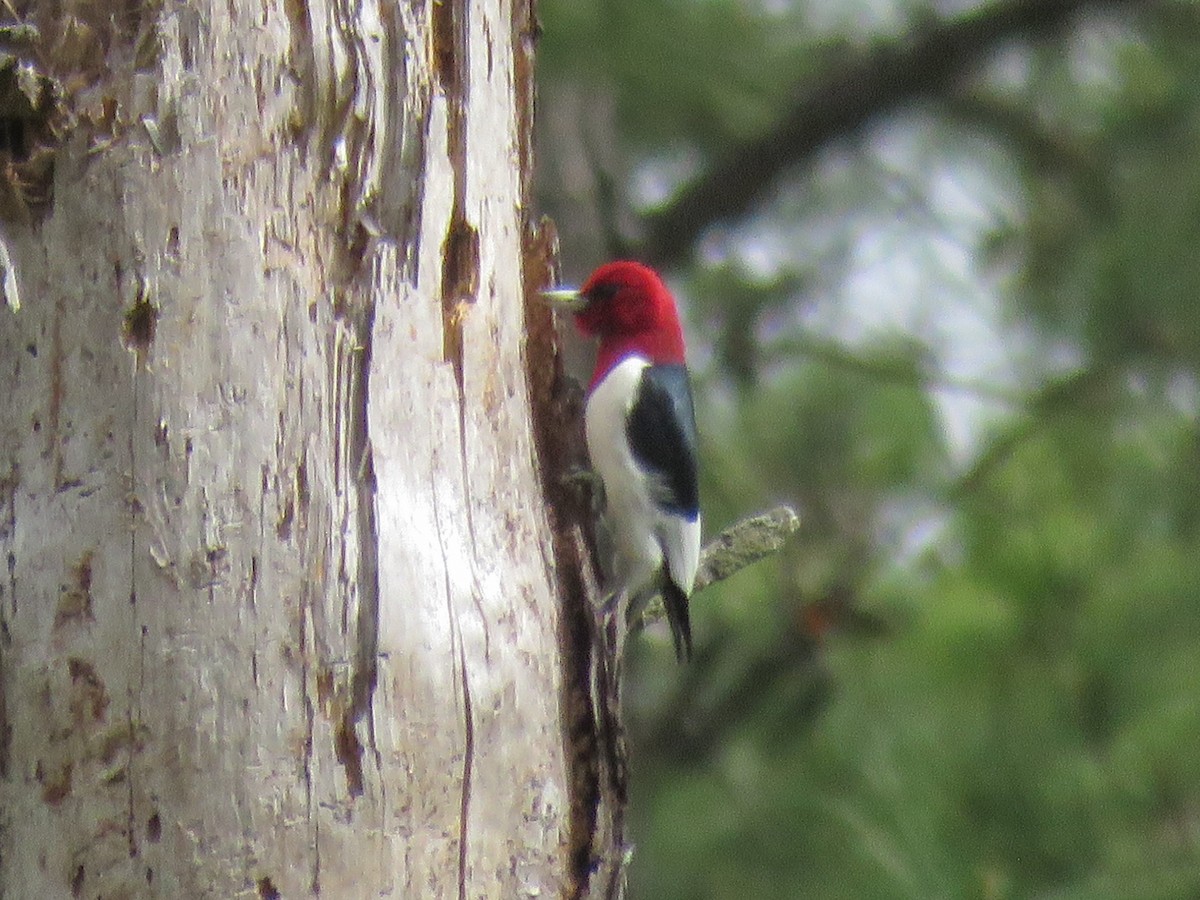 Red-headed Woodpecker - ML226847661