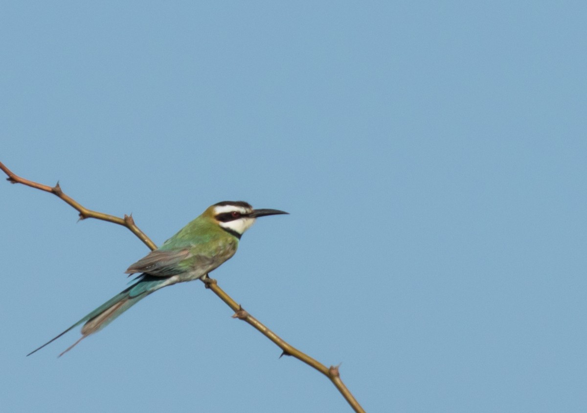 White-throated Bee-eater - ML226848801