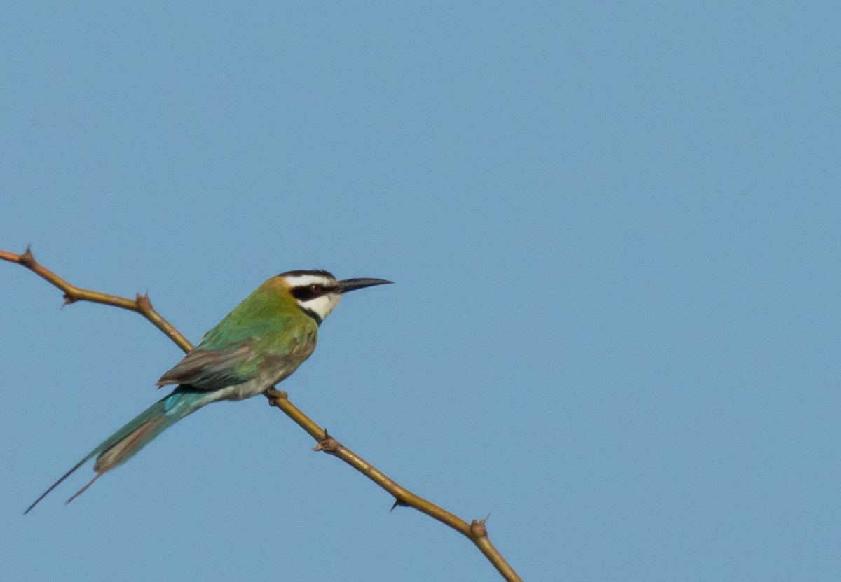 White-throated Bee-eater - John Sterling