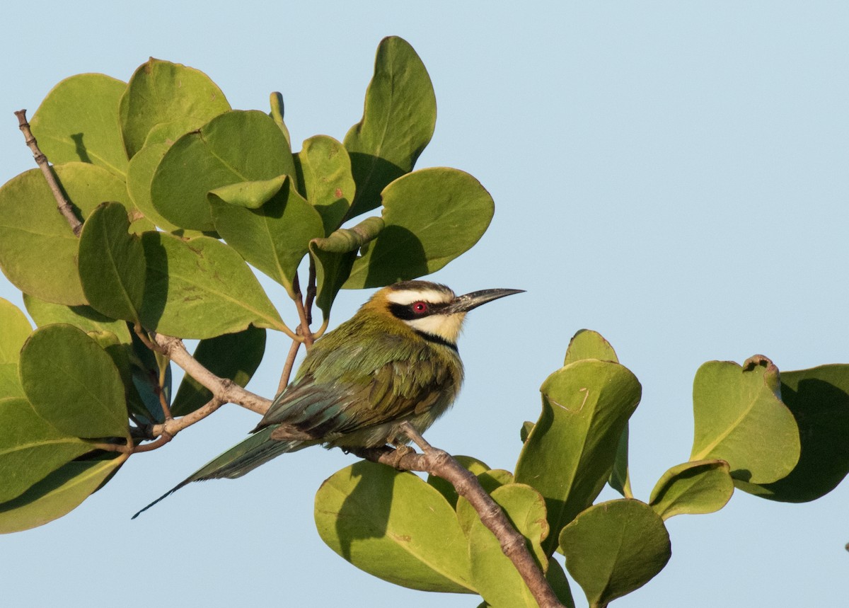 White-throated Bee-eater - John Sterling