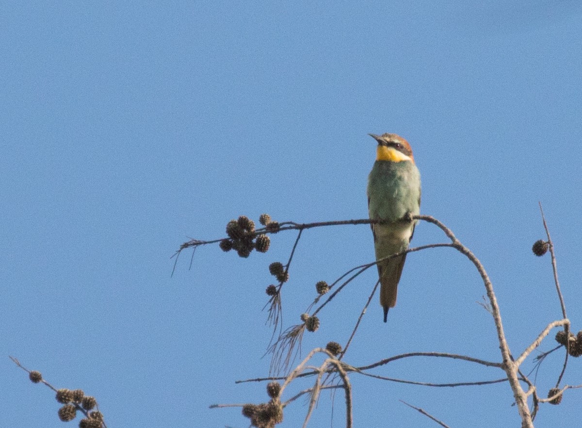 European Bee-eater - ML226848911