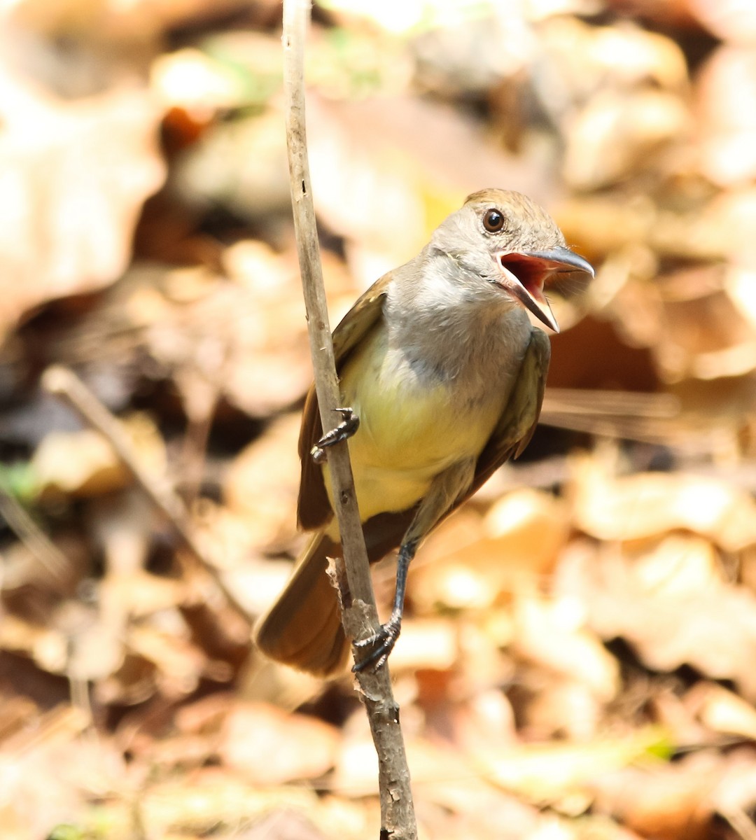 Great Crested Flycatcher - ML226849721