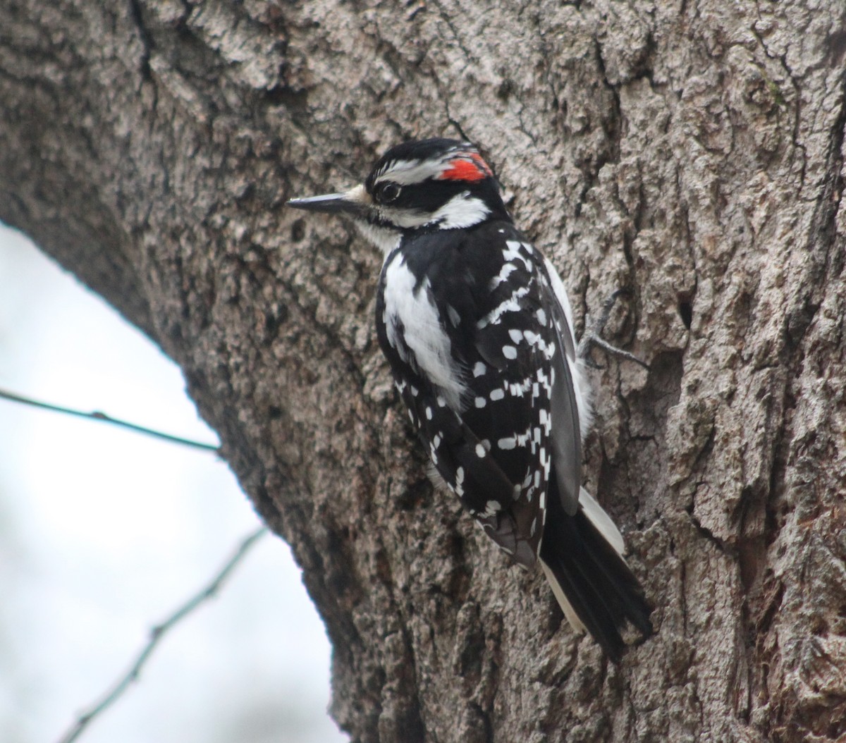 Hairy Woodpecker (Eastern) - ML226850031