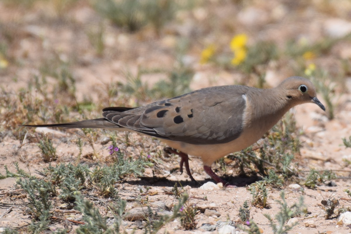 eBird Checklist 24 Apr 2020 McAlister Park, Lubbock 28 species