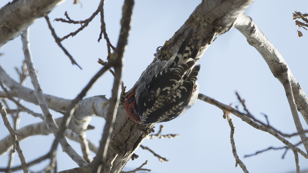 Red-breasted Sapsucker - ML22685501