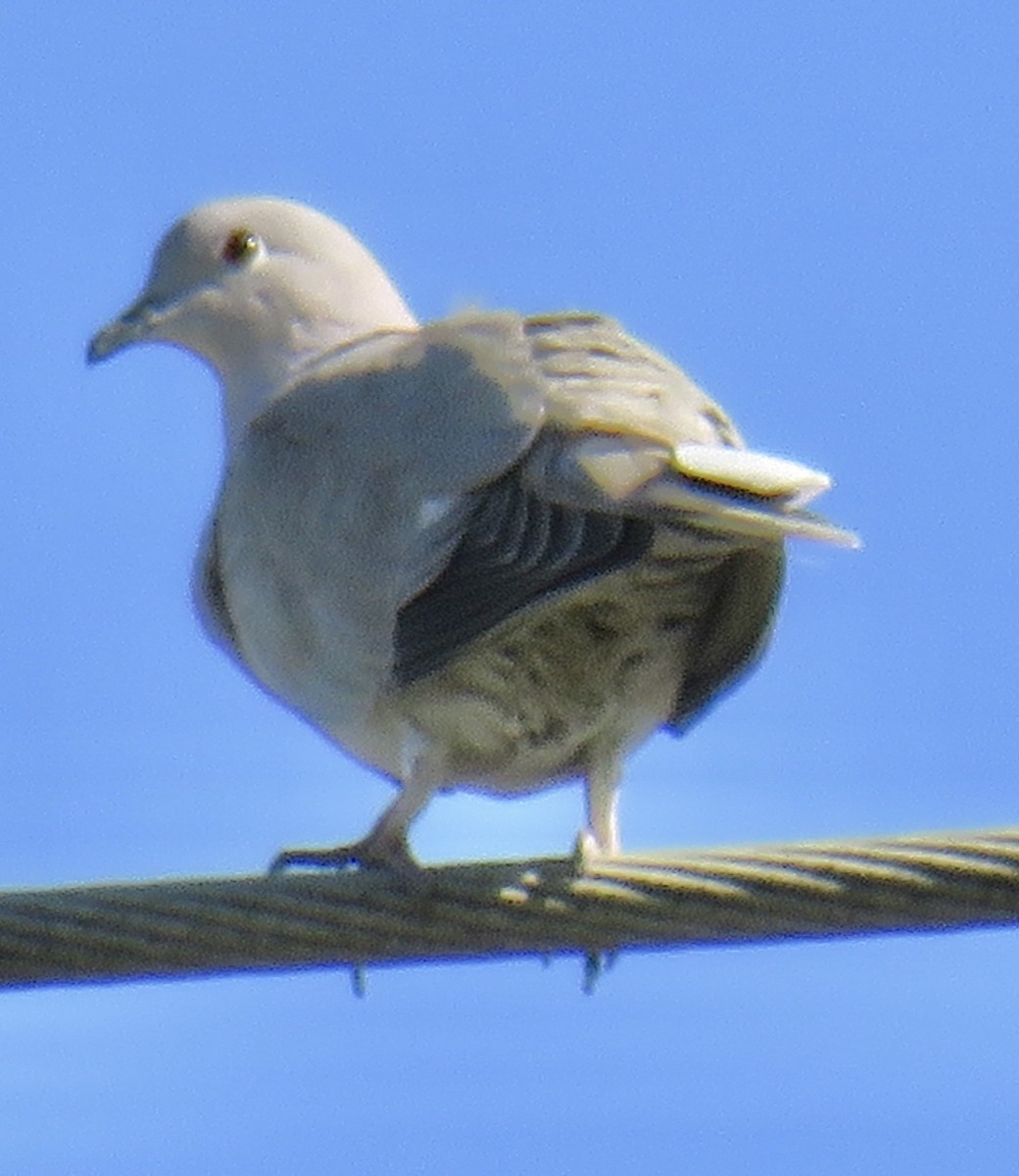 Eurasian Collared-Dove - ML226856201