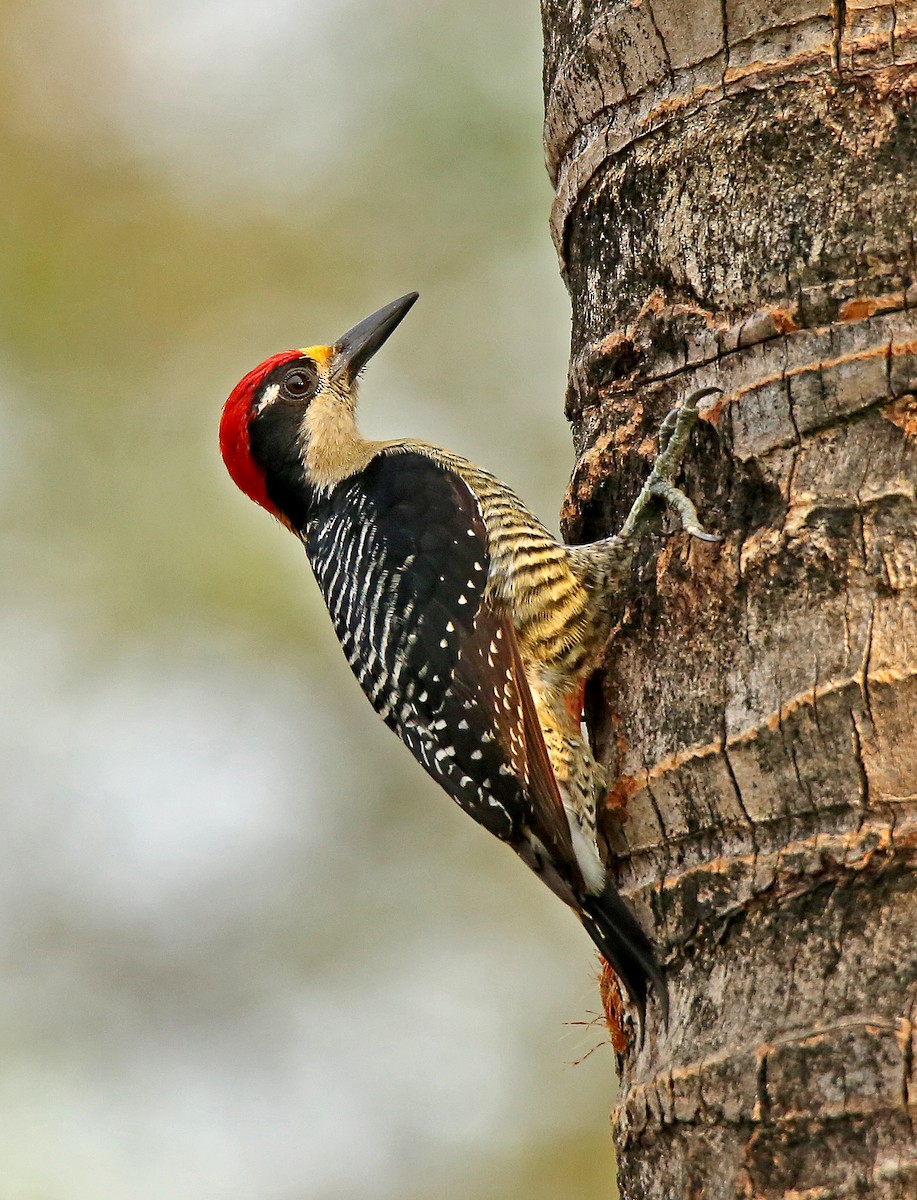 Black-cheeked Woodpecker - Roger Ahlman